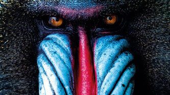 12167_banner_Lamina_Rompe_Colección_vida_1000_pzas_Mandril