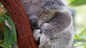 12196_banner_Lamina_Rompe_1000-pzas_Koala
