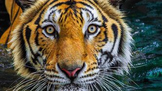 12198_banner_Lamina_rompe_1000_pzas_Tigre