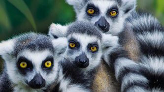 12199_banner_Lamina_rompe_1000_pzas_Lemur