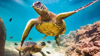 12200-_banner_lamina_rompe_1000_pzas_Tortuga