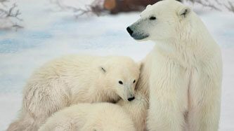 12201_banner_Lamina_rompe_1000_pzas_Oso_Polar