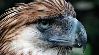 12268_banner_Lamina_Rompe_Colección_vida_1000_pzas_Aguila