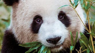 12269_banner_Lamina_Rompe_Colección_vida_1000_pzas_Panda