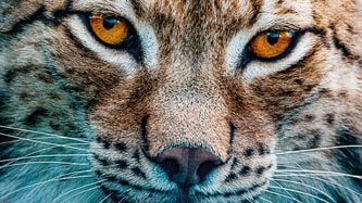 12270_BANNER_Lamina_Rompe_Colección_vida_1000_pzas_Lince (1)